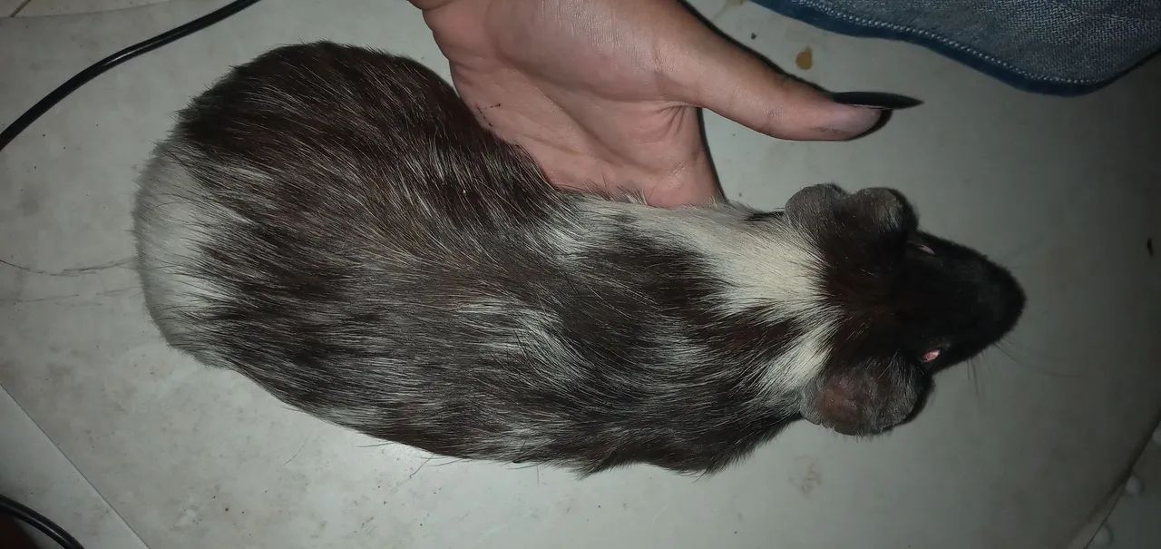 Porquinho da índia  - Foto 2