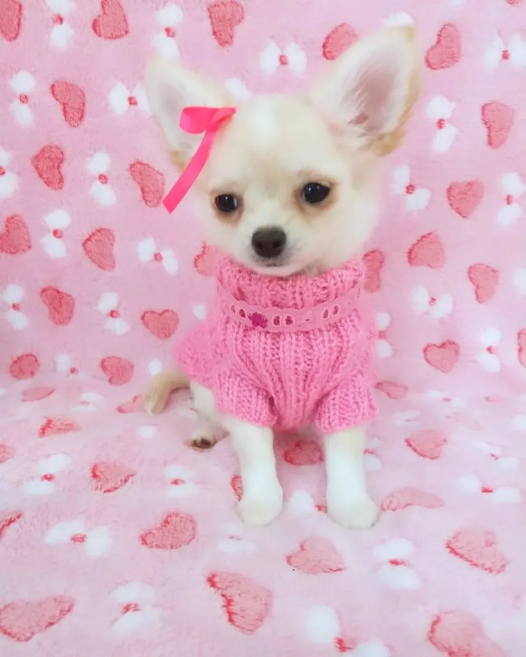 Chihuahua canil especializado Passo Fundo e região canil 