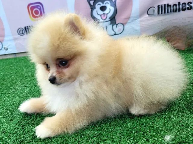 OSpitz Alemão Anão (Lulu da Pomerânia) - MACHO, com pedigree CBKC internacional - Foto 2