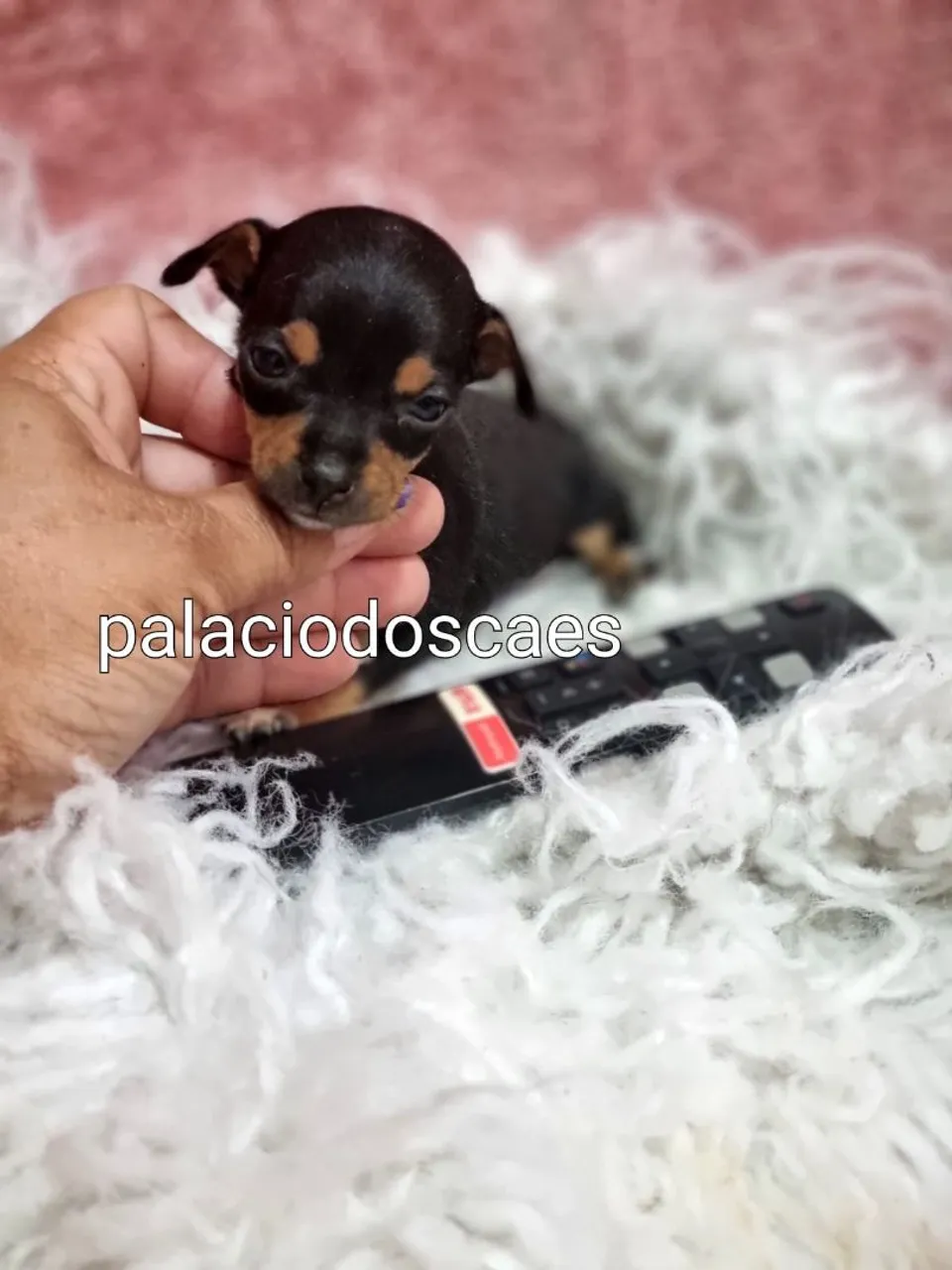 Pinscher 0 e 00 entrego hoje