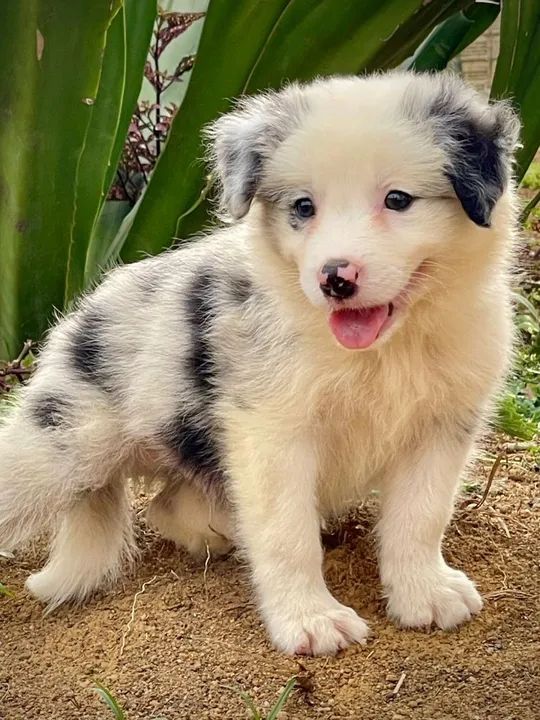 Filhote Border Collie lindo e dócil