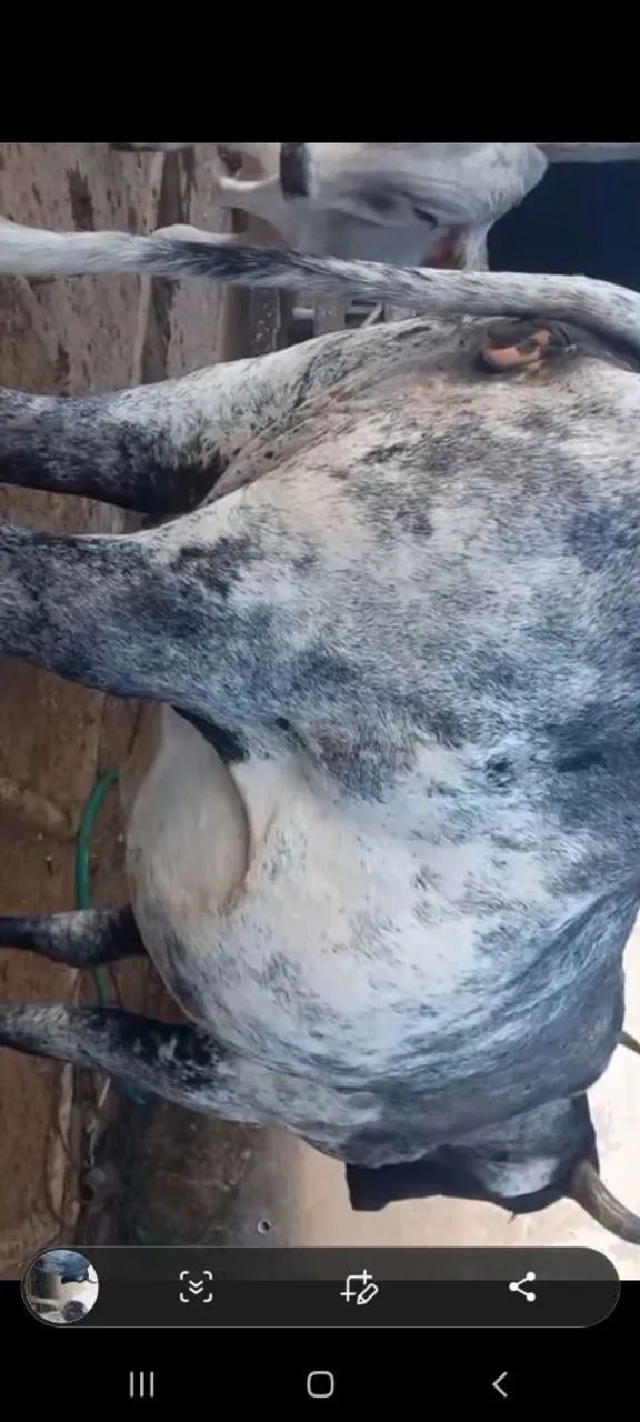 vaca leiteira  novilha boi  - Foto 4