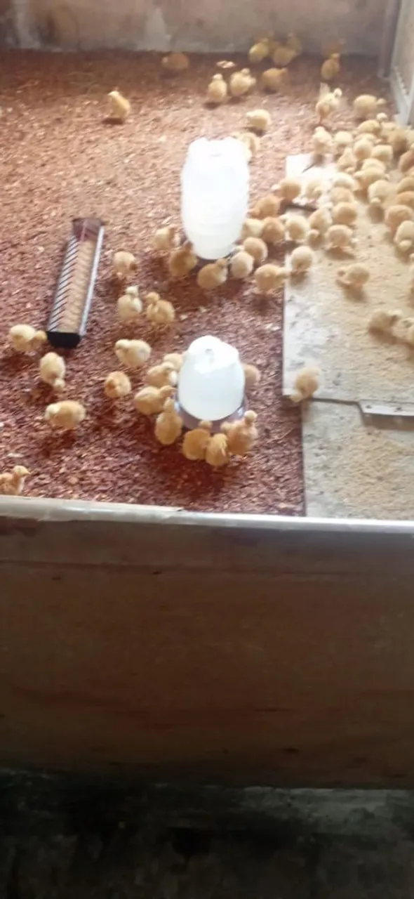 Vendo Pintos , Frangas e adubo