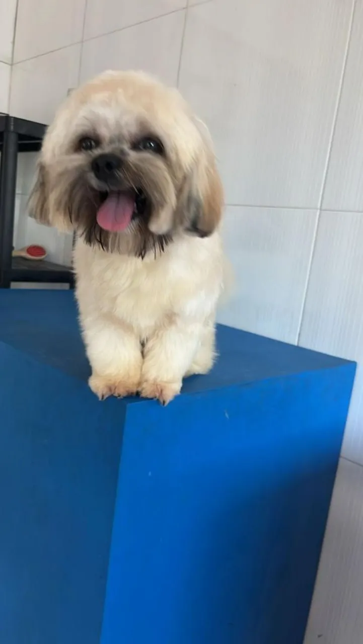 Shih Tzu lindo e charmoso