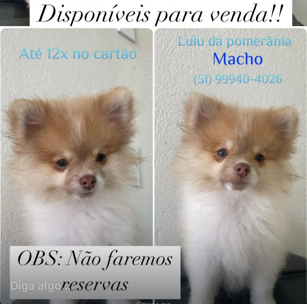 Lulu da Pomerânia Macho e Fêmea 