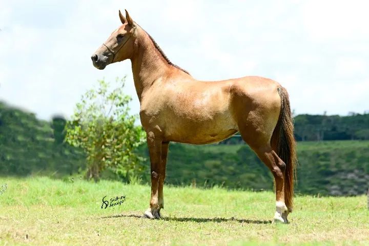 Barbada... Éguas Mangalarga Marchador, puro sangue e alta genética-Parcelamos. - Foto 2