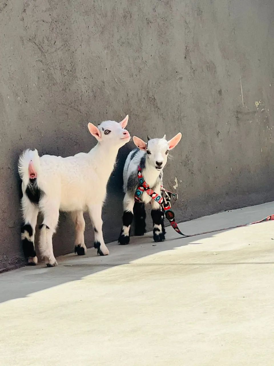 Vende-se um casal de  mini cabra   - Foto 2