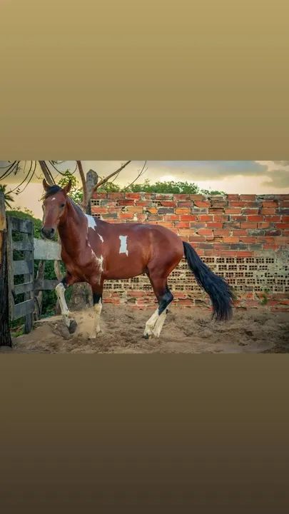 Manga larga marchador registrado definitivo  - Foto 4