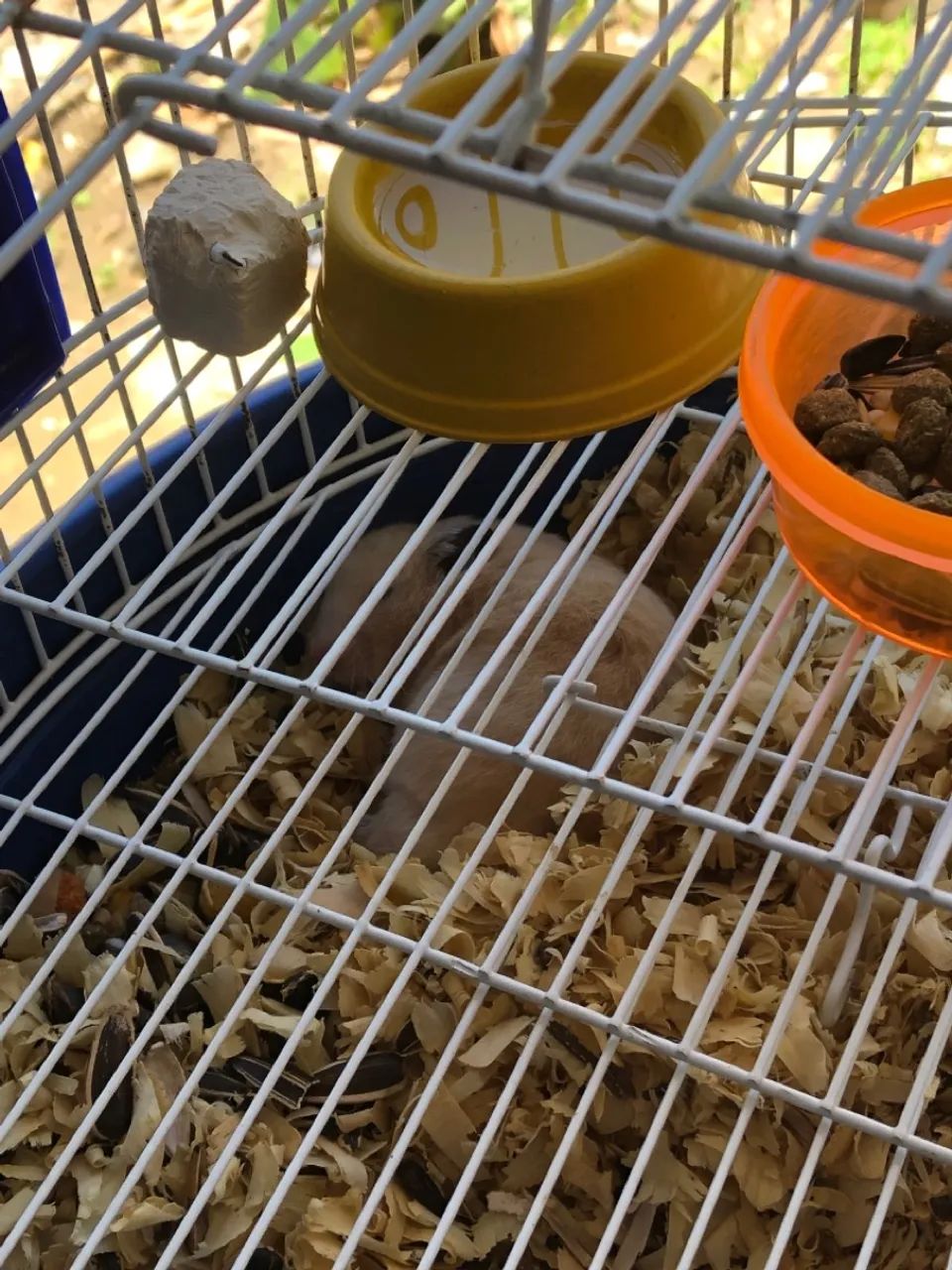 Vendo hamister macho - Foto 2