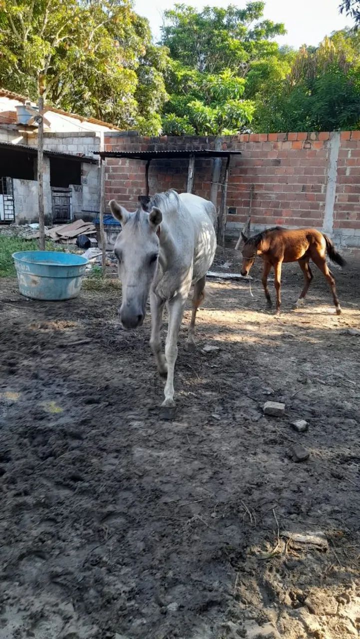 Égua com potro 2.000 - Foto 2