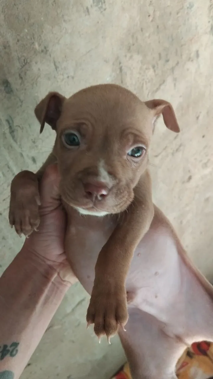Filhote de Pitbull 350