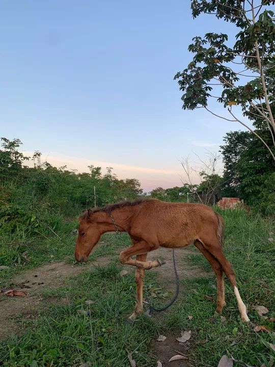 Potro para venda (égua)