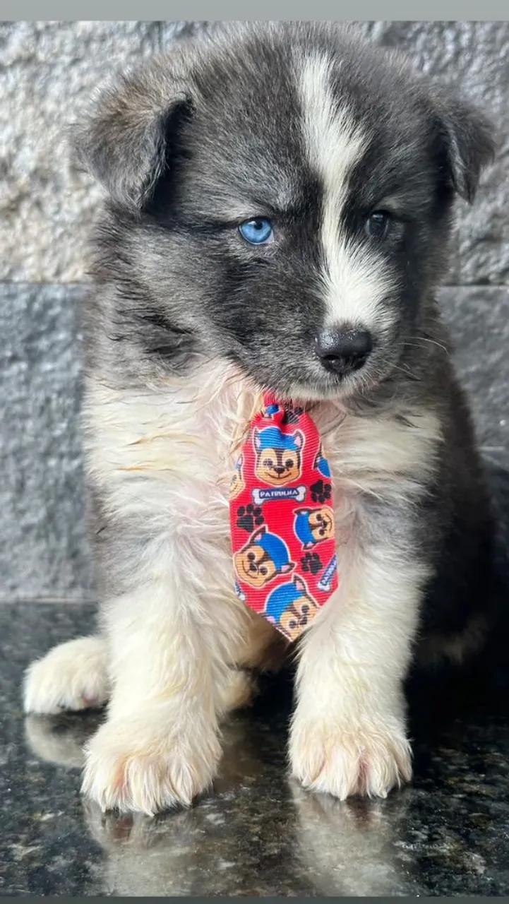 Filhote de Husky Siberiano