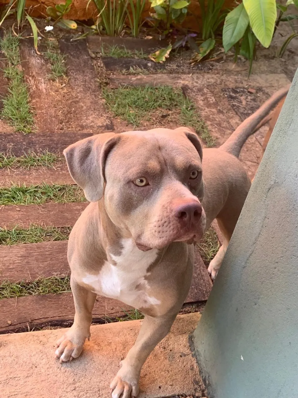 Filhote de american Bully tri Choco 