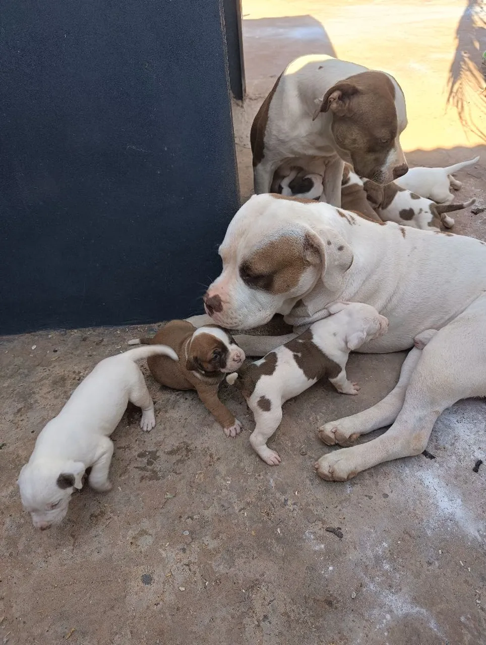 Filhotes de Pitbull disponíveis para adoção