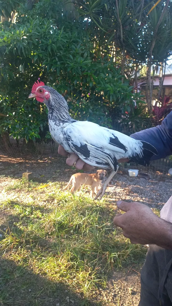Galinha garnizé
