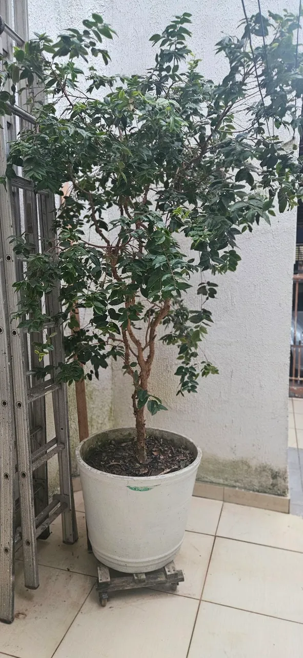 Muda de Jabuticaba em vaso