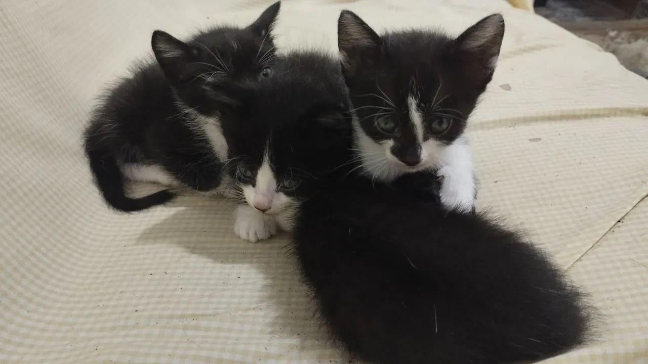 Gatos para doação 