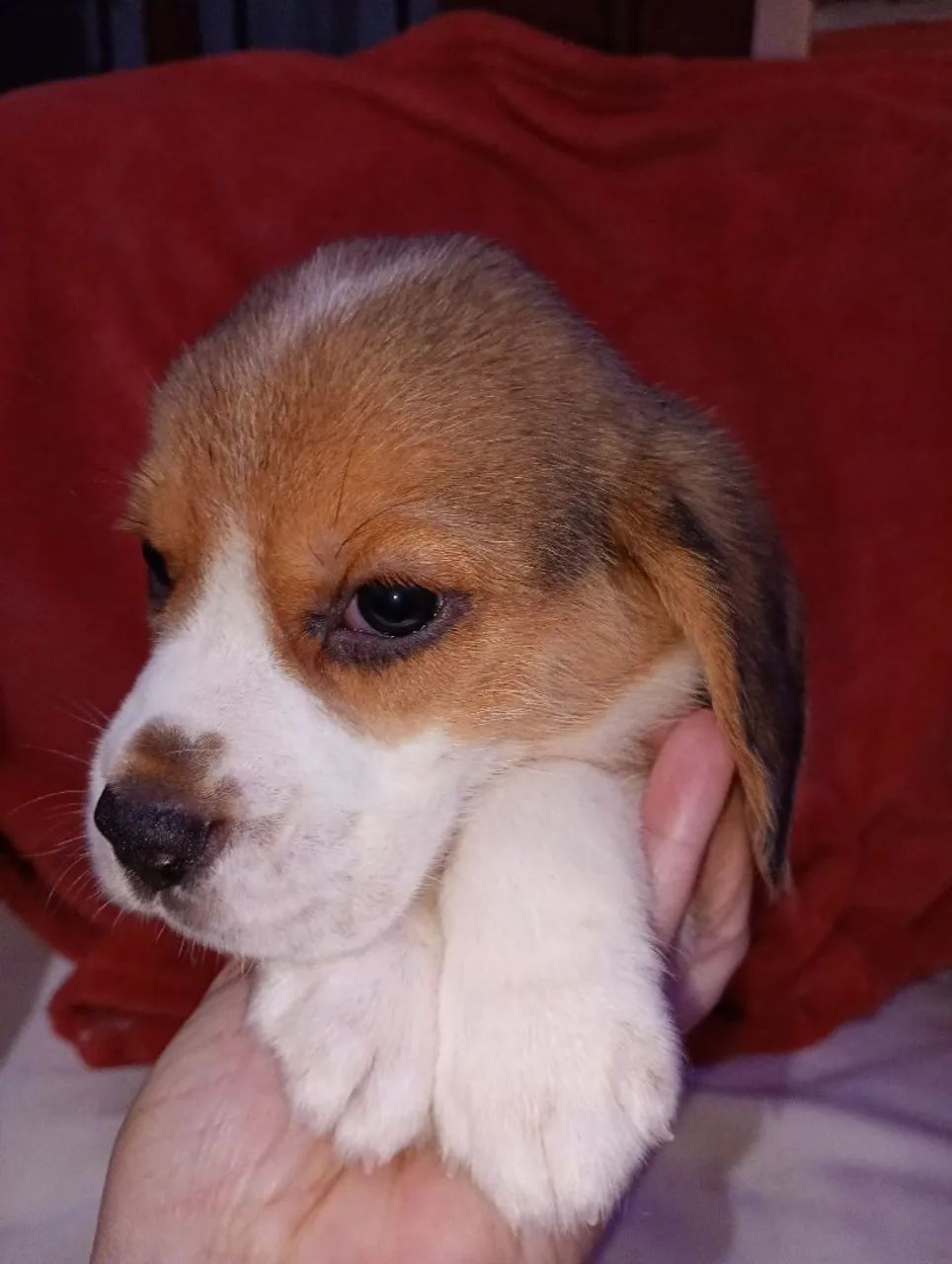 Filhote Beagle macho