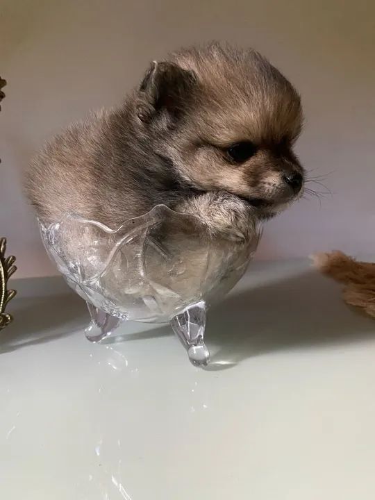 Filhote Spitz Alemão Fêmea 2 meses- (Lulu da Pomerânia)   - Foto 4
