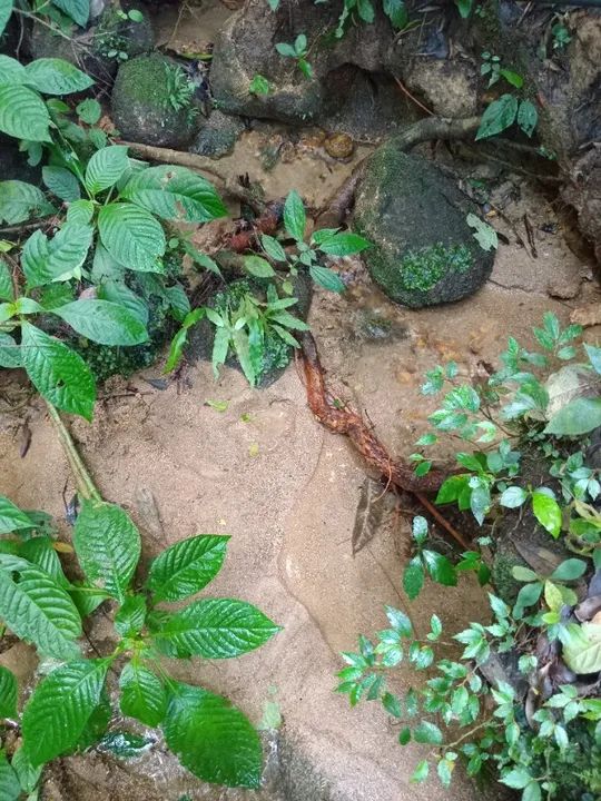 Terreno rural de 22000m2 em Angelina SC - Foto 4