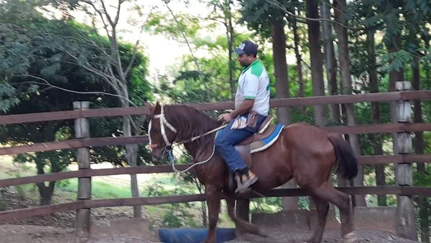 Cavalo Lusitano