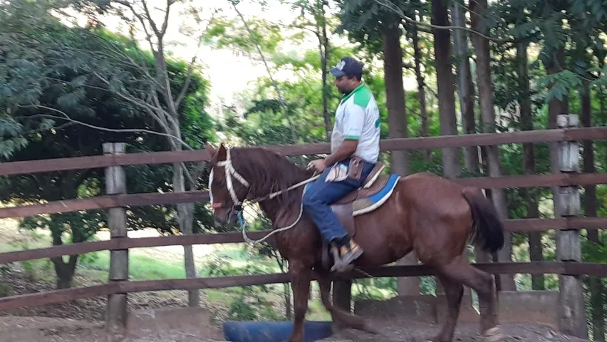 Cavalo Lusitano