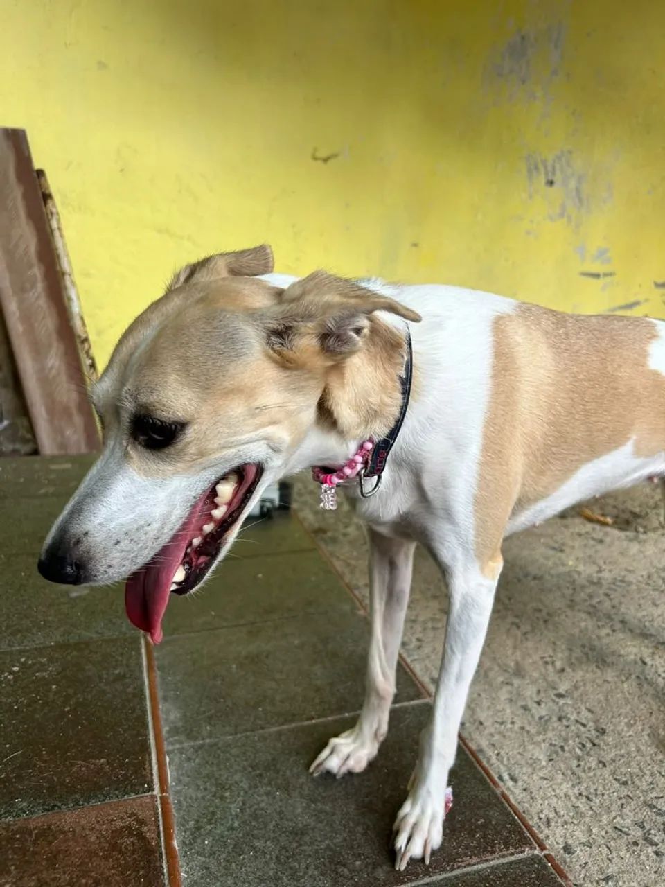 Cachorrinha para adoção - Foto 4