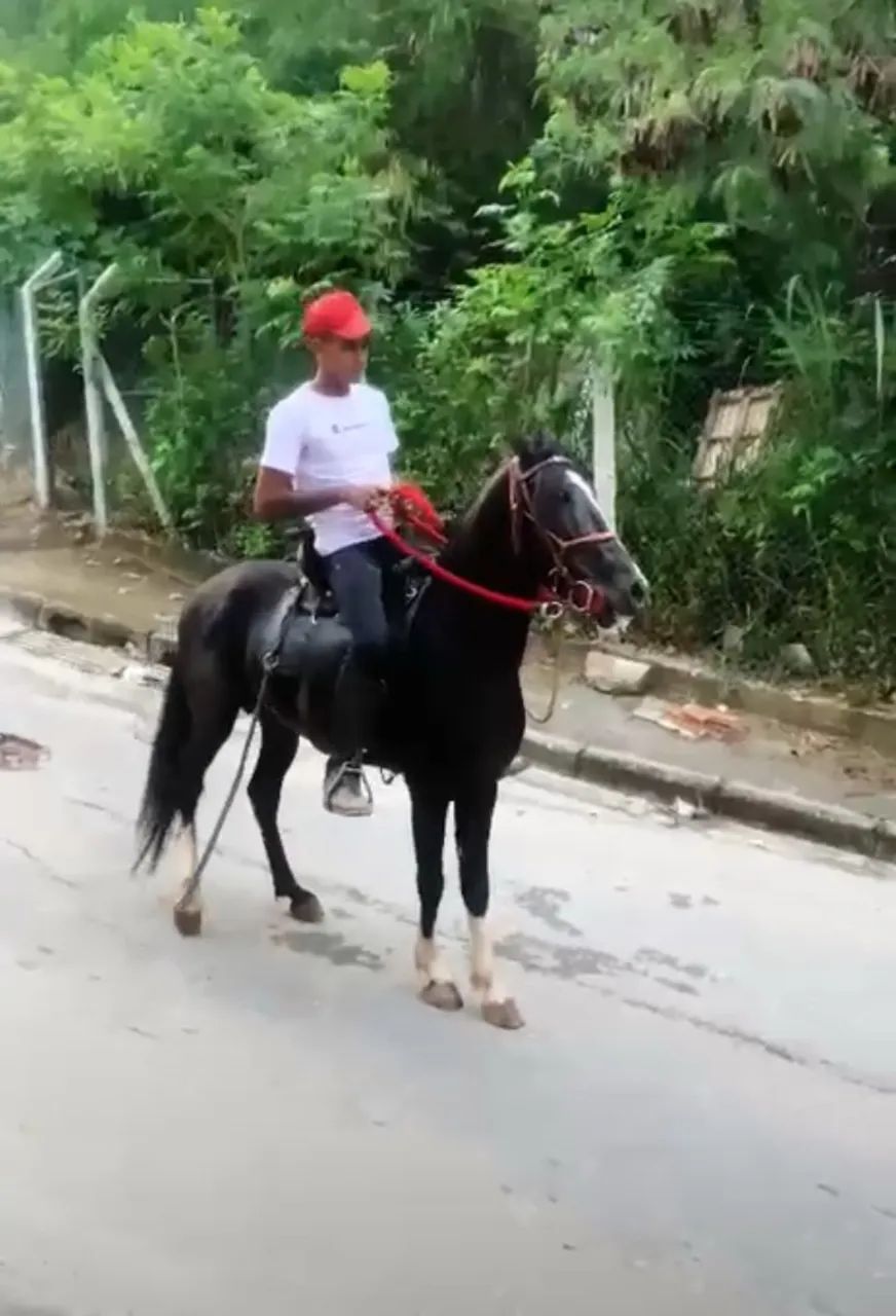 Potro preto luxo de batida  - Foto 2
