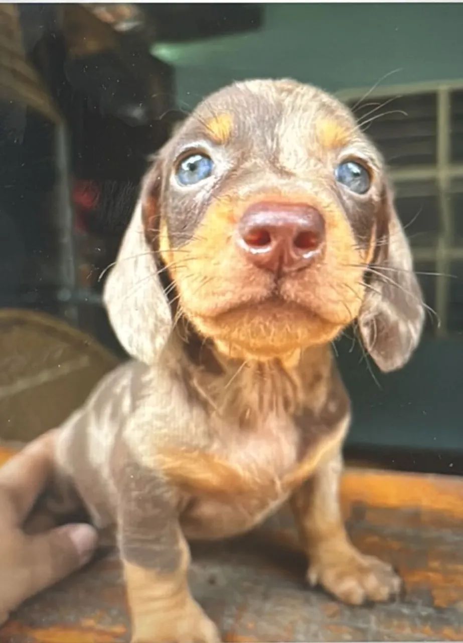 Exuberante - Daschund Alerquim 