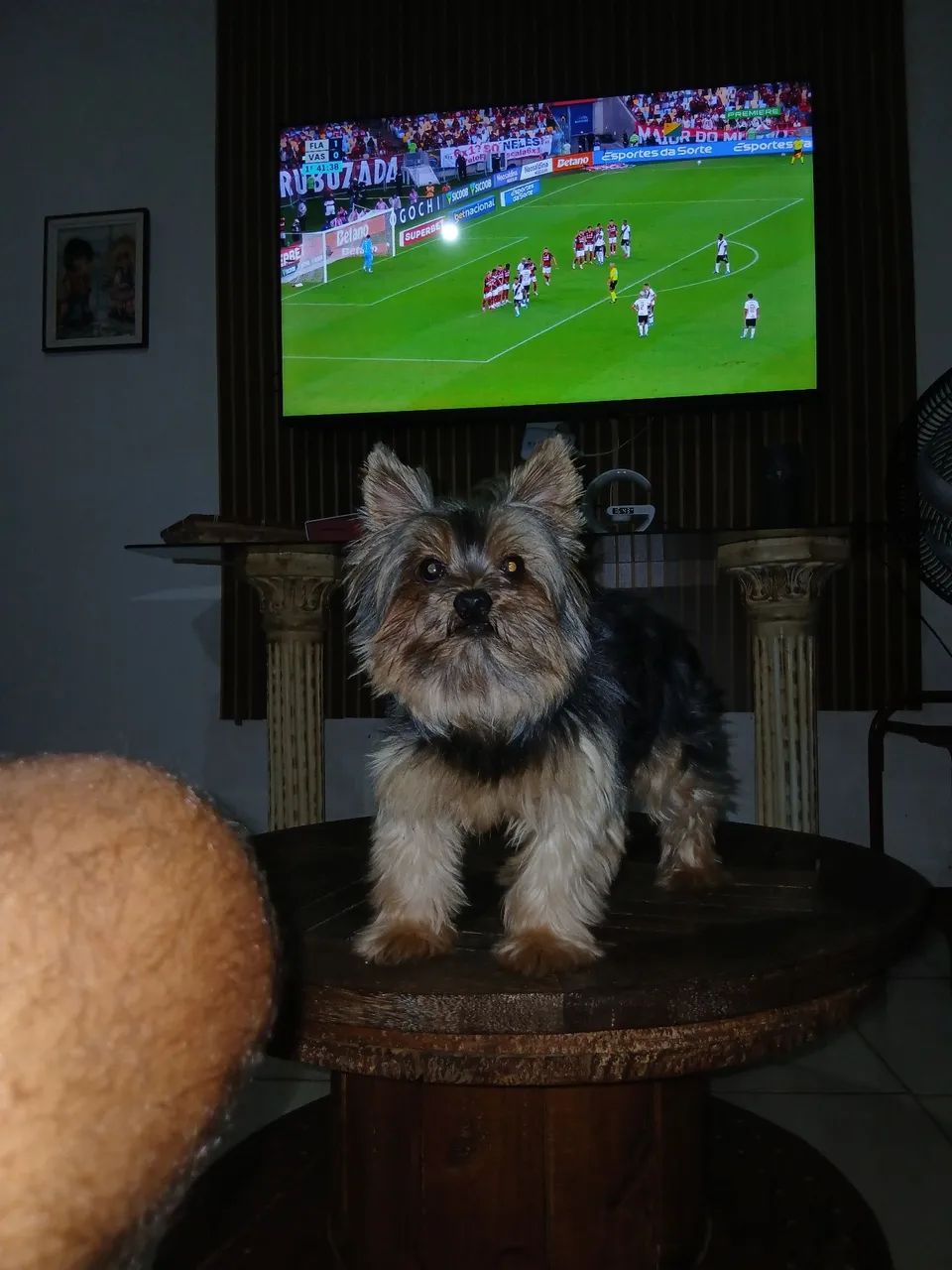 Bb de york macho - Foto 4