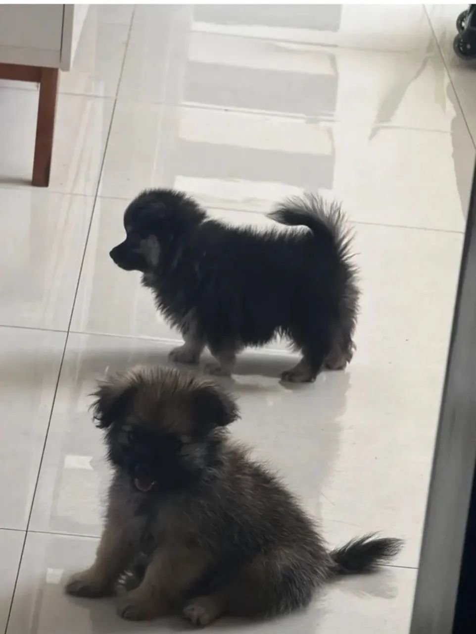 Cachorro - Foto 5