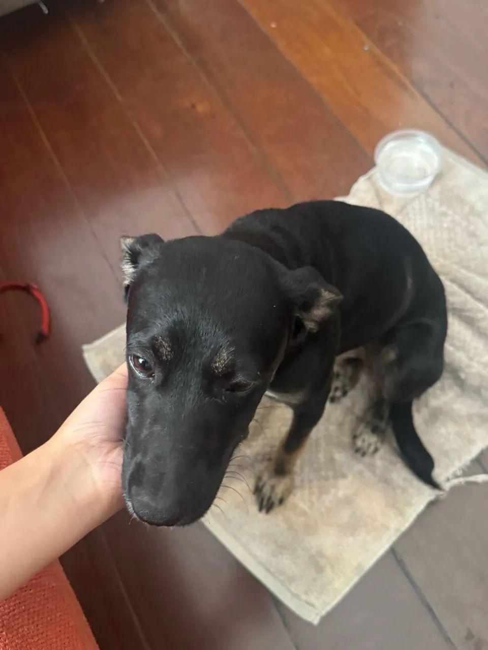 Cachorro fêmea Dócil Adoção  - Foto 4