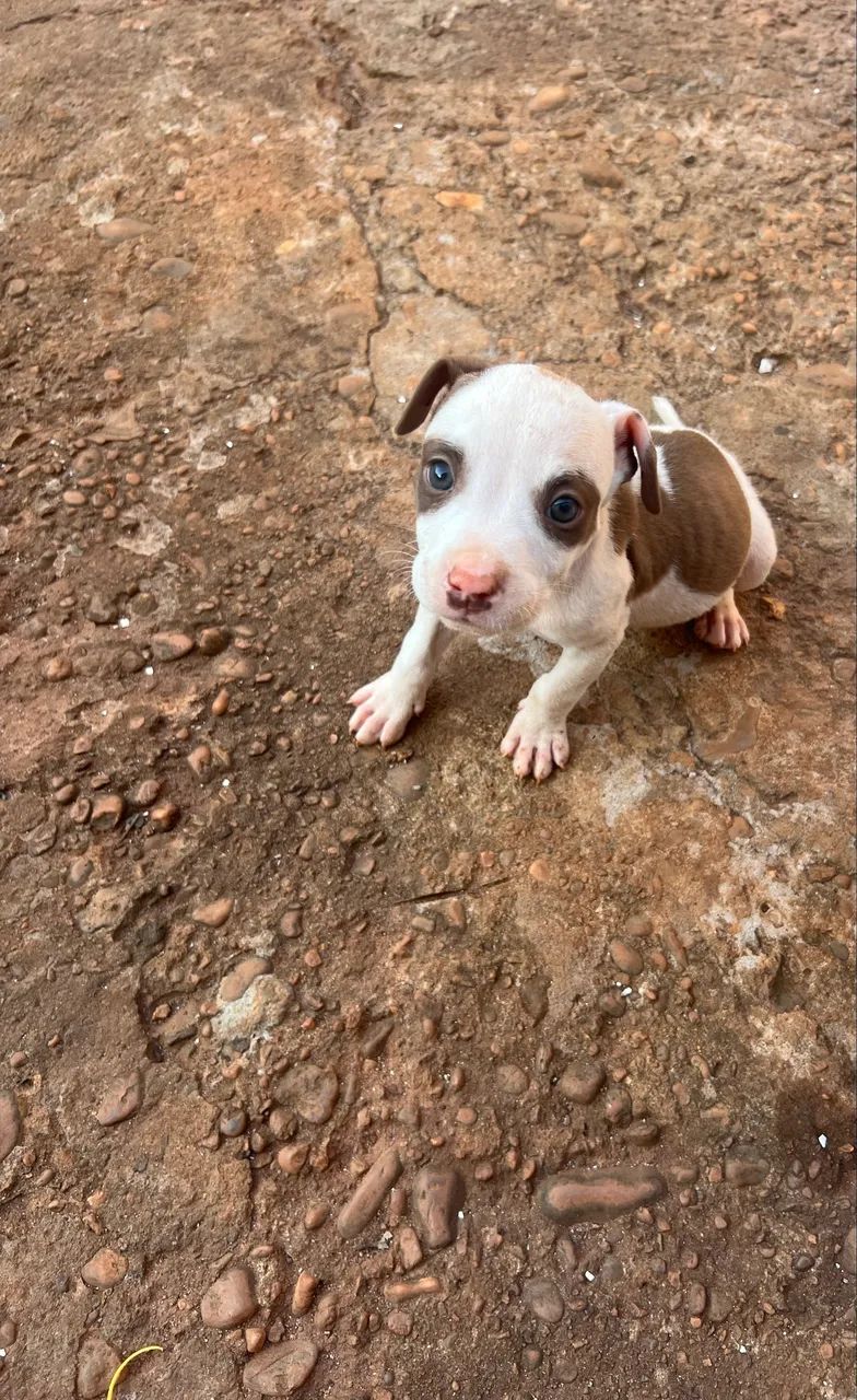 Cachorro  - Foto 2