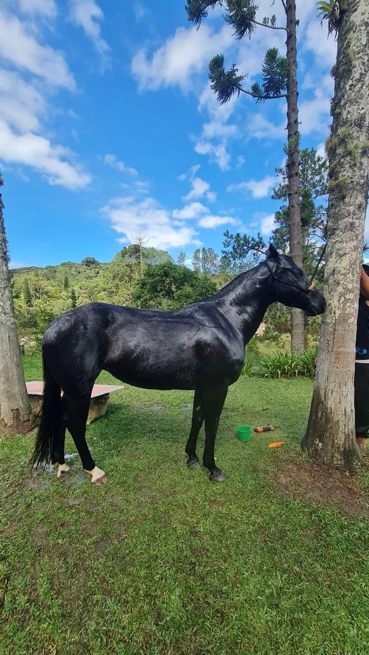Égua Quarto de Milha Linda