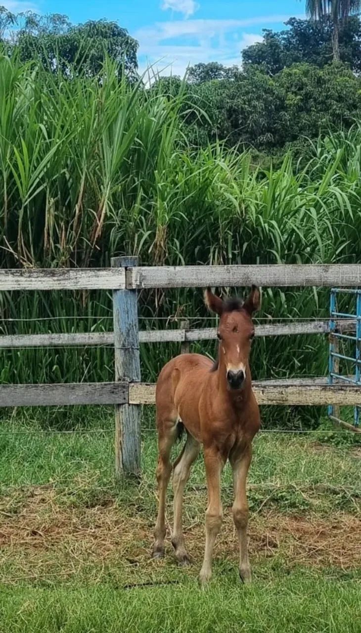 Égua + potro filho de Fajardo do Timbó grande oportunidade!!! - Foto 4