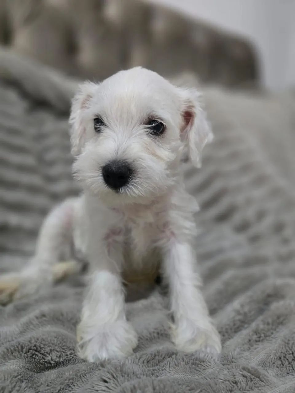 Cachorros  - Foto 2