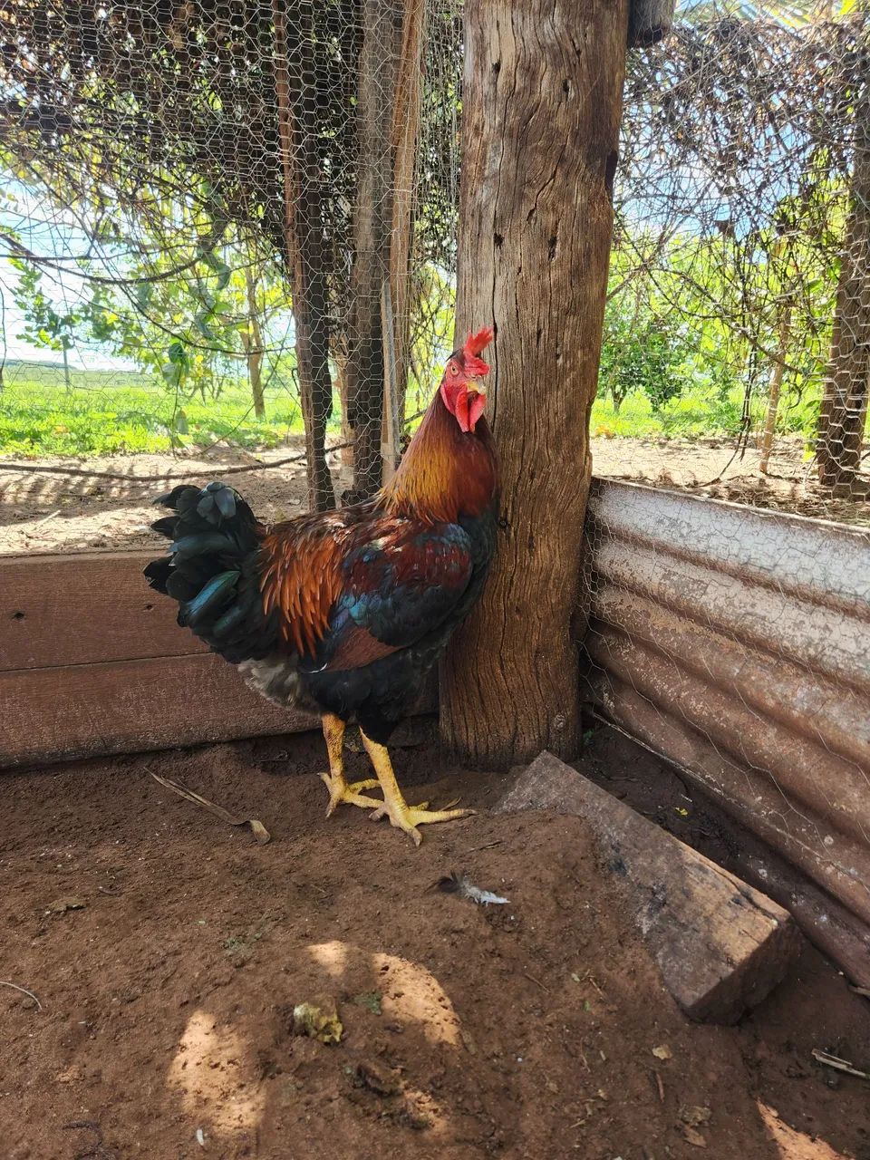 Vendo frango GSB