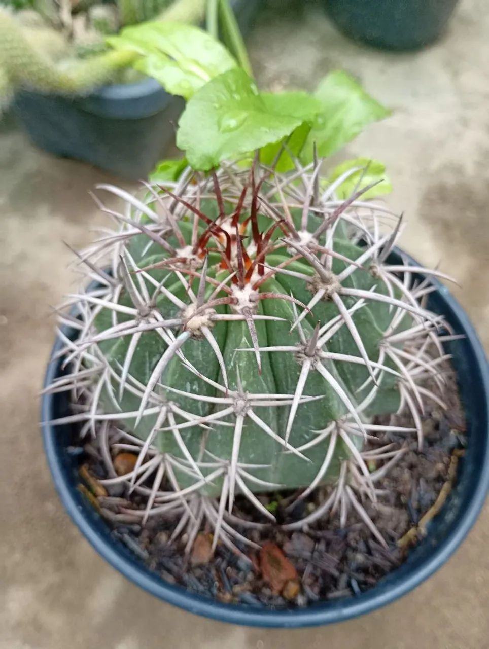 Cacto Cabeça de Frade... - Foto 2