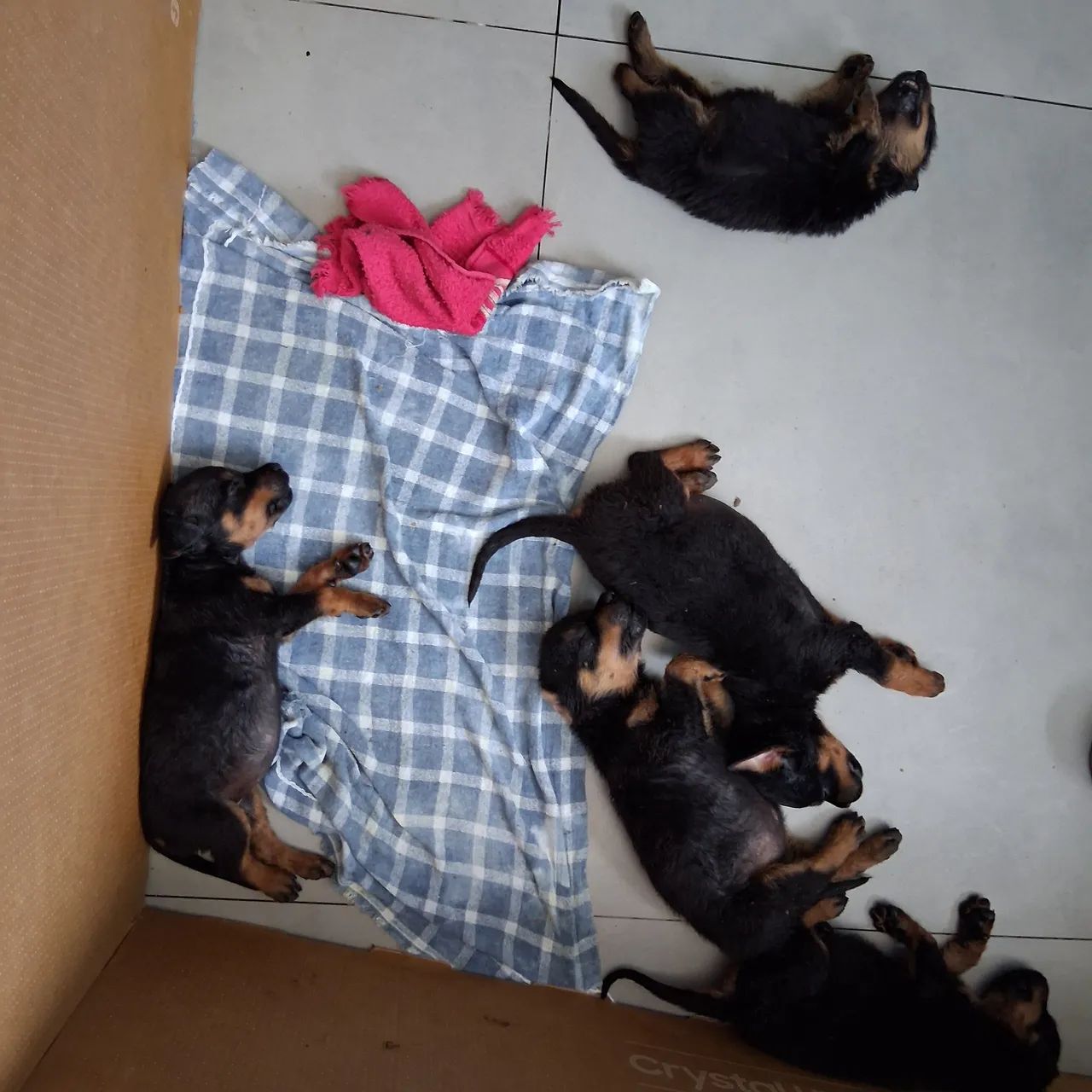 Filhotes de Rottweiler  - Foto 3