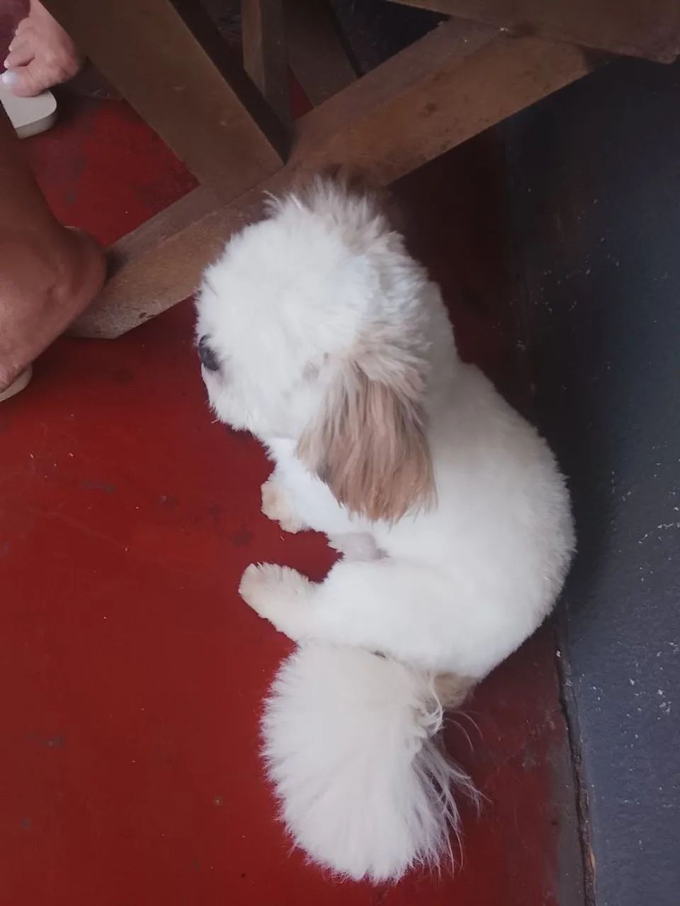 Shitzu mini - Foto 4