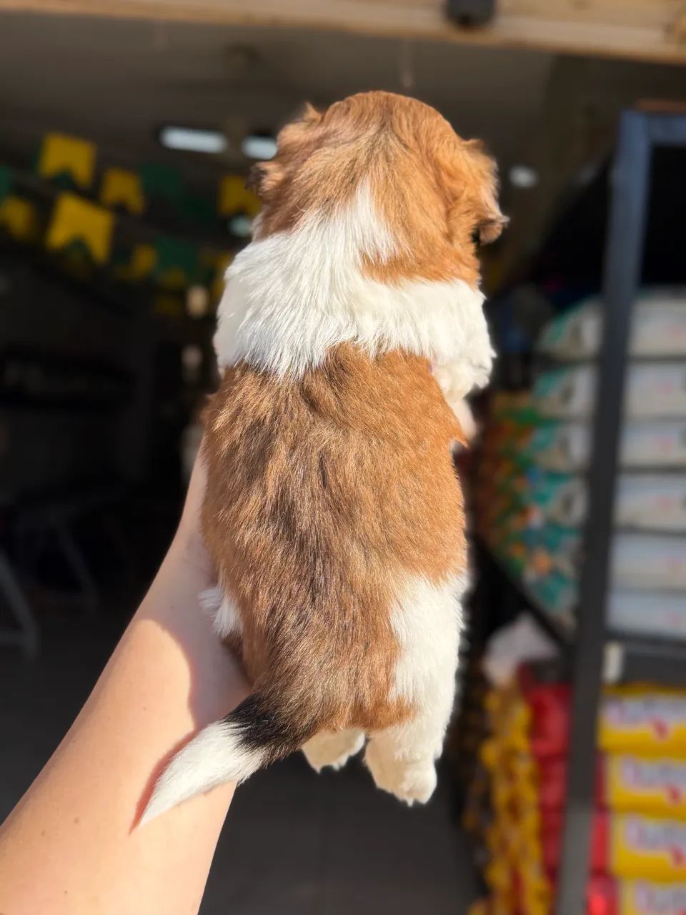 Shihtzu macho tricolor - Foto 5