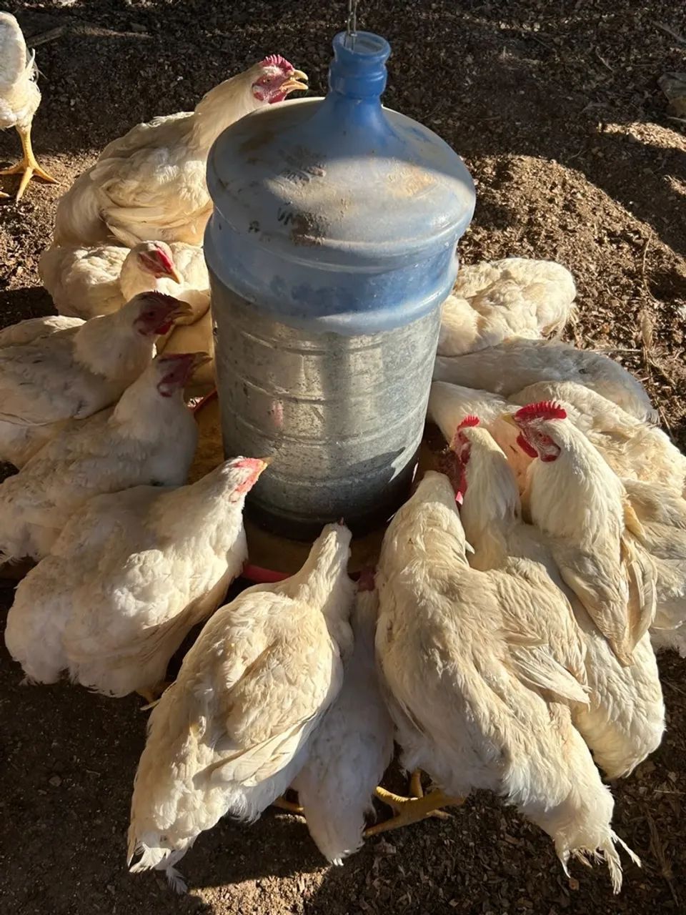 Frango de corte - Foto 3