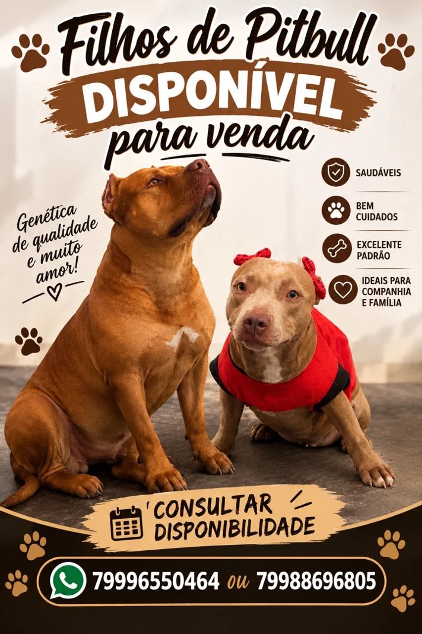 Filhote de pitbull 