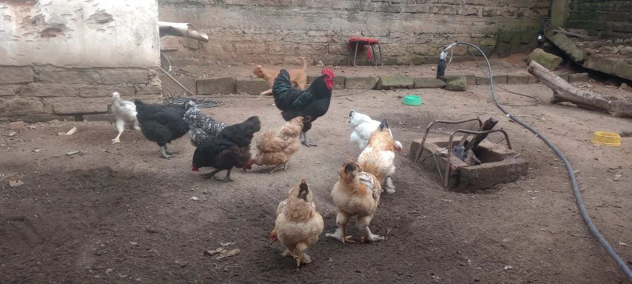 Vende galinha,galo,frago e franga - Foto 3
