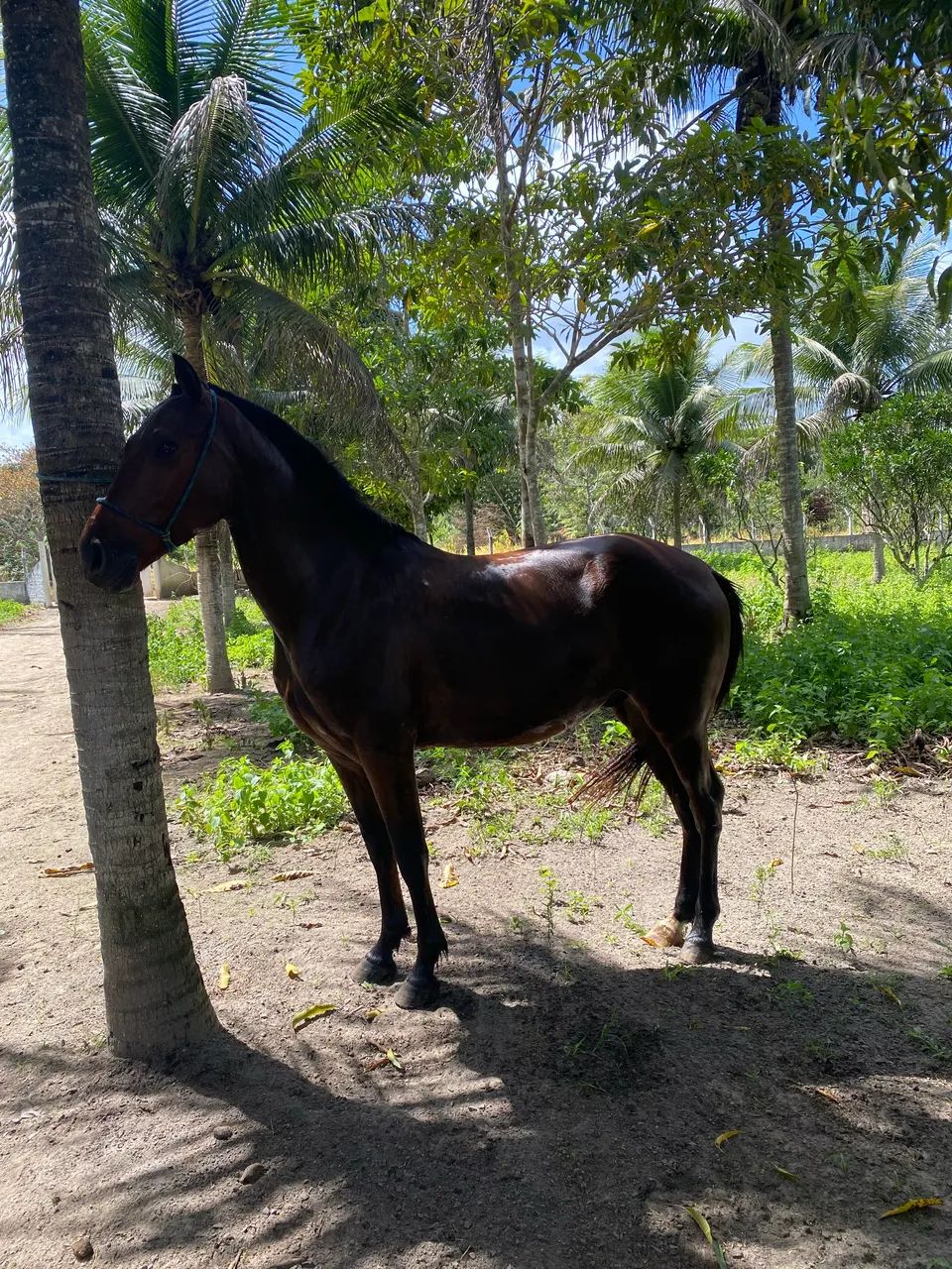 Cavalo a venda - Foto 3