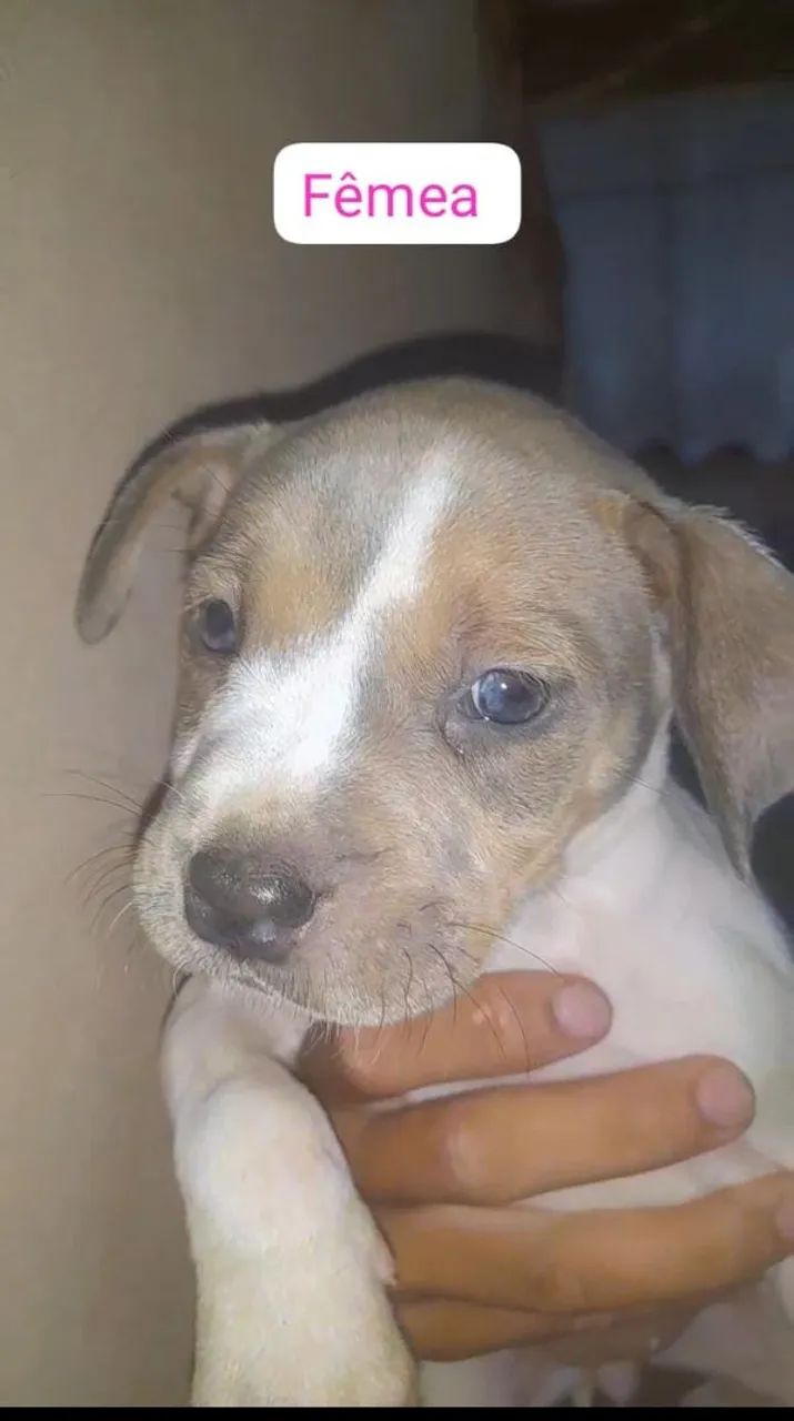 Pitbull  - Foto 3