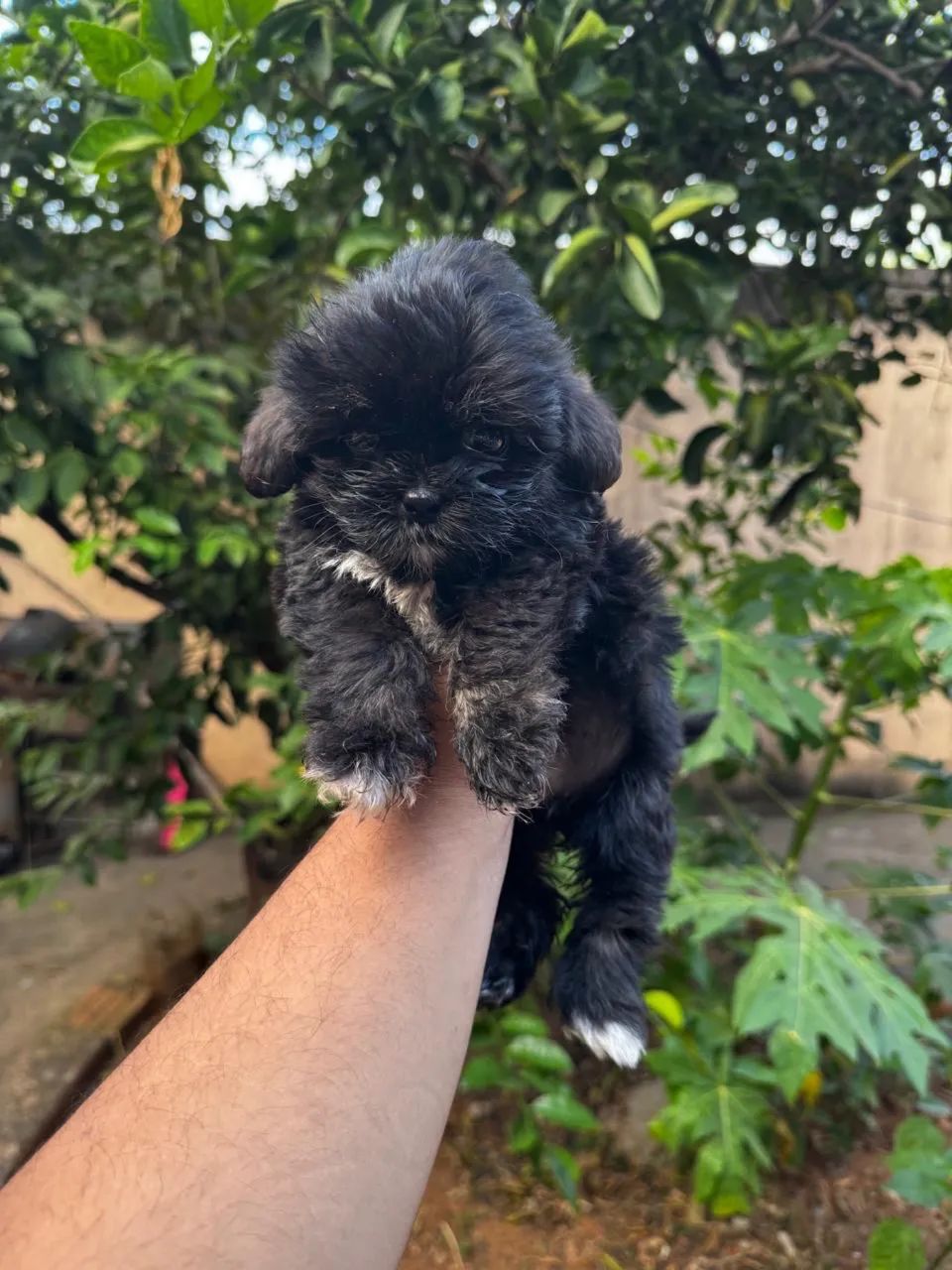 Filhote Shih tzu  - Foto 3