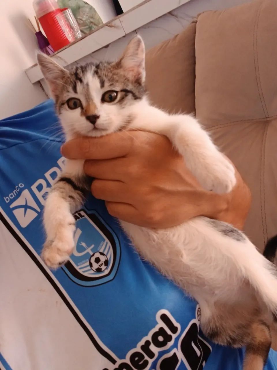 Gatos
