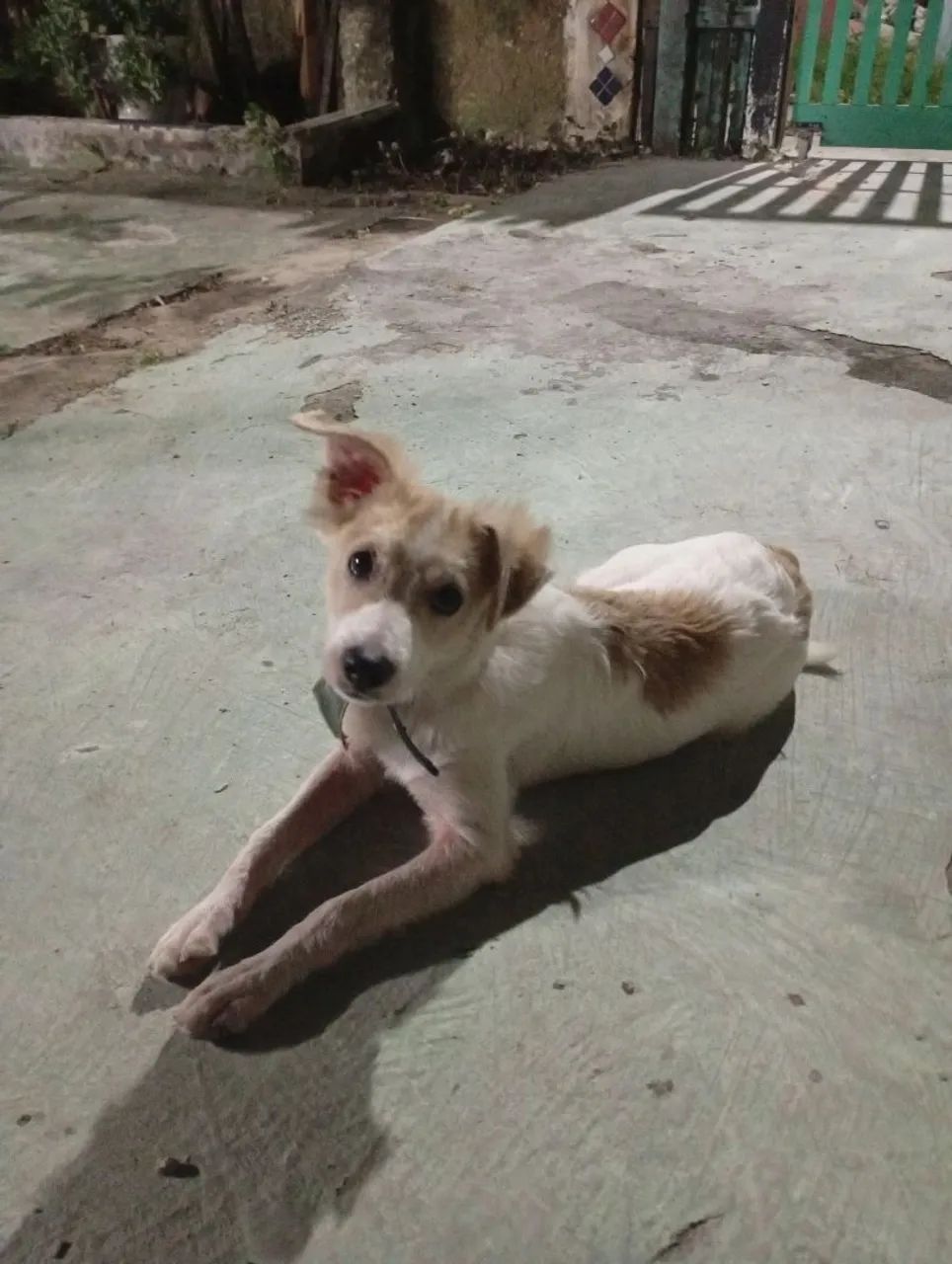 DOAÇÃO DE CACHORRO - Foto 2